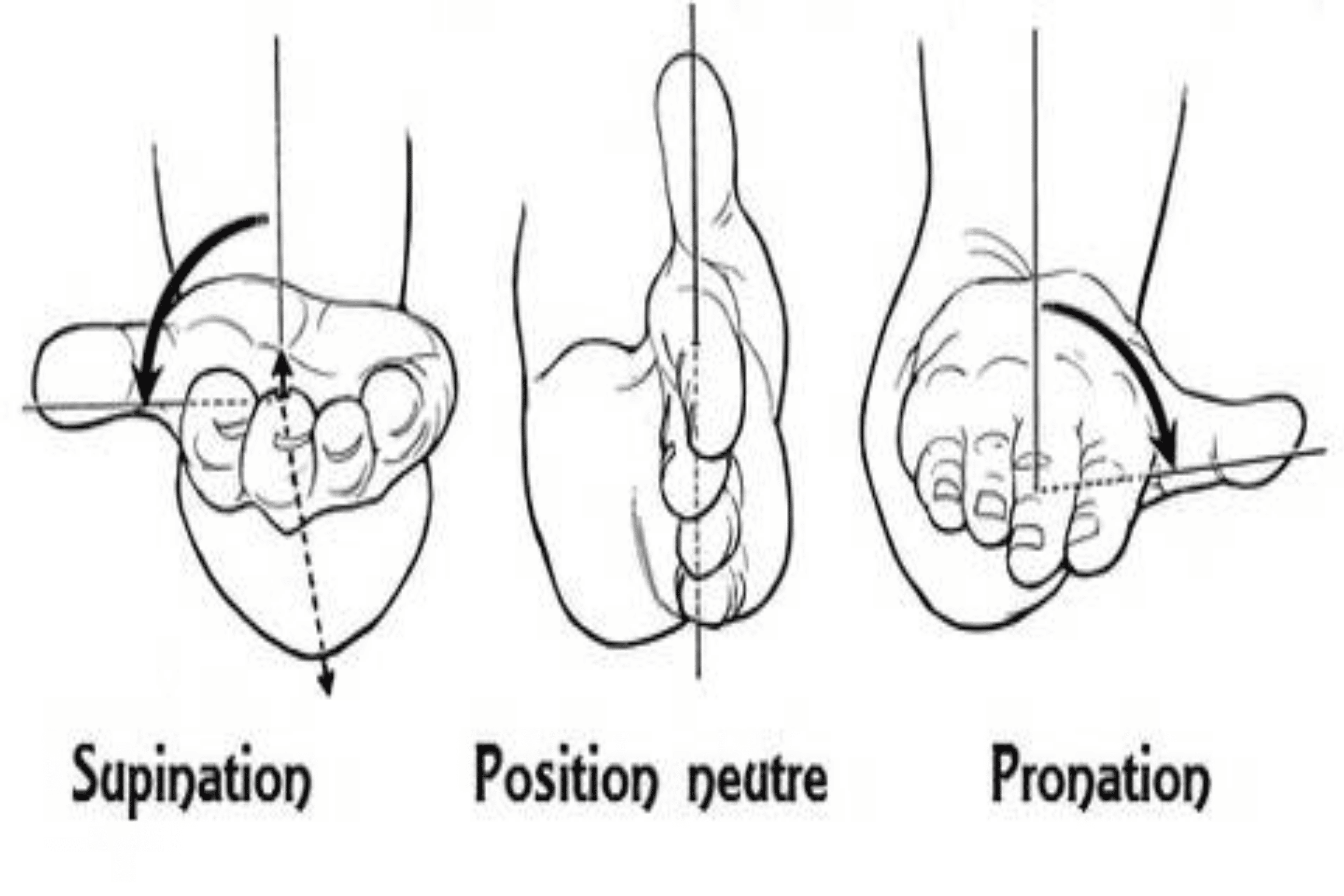 Supination vs Pronation : Impact sur les Muscles et Exercices Clés ...