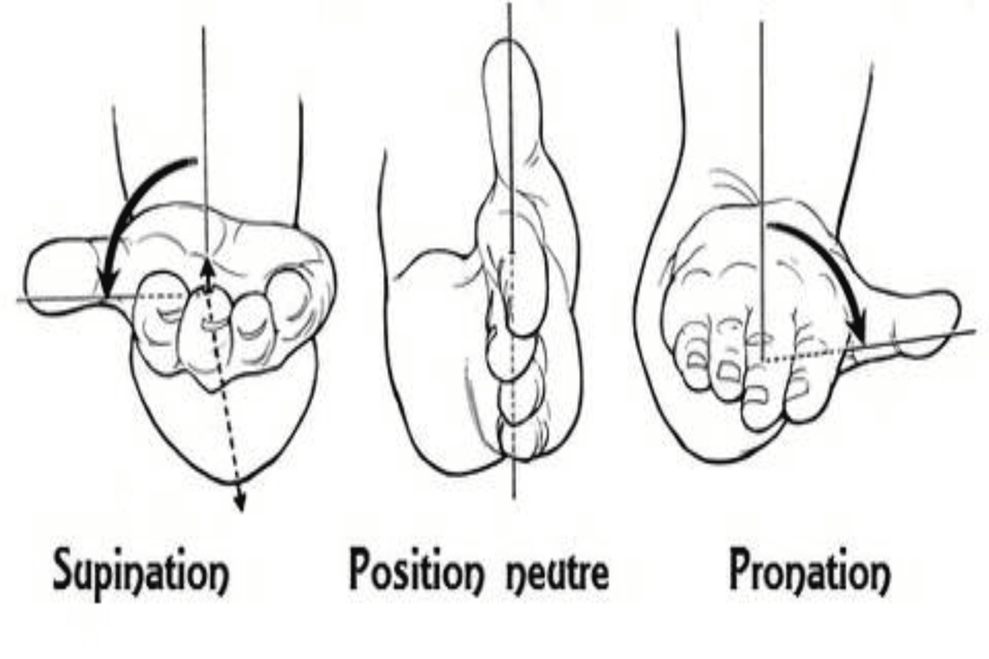Supination vs Pronation : Impact sur les Muscles et Exercices Clés ...